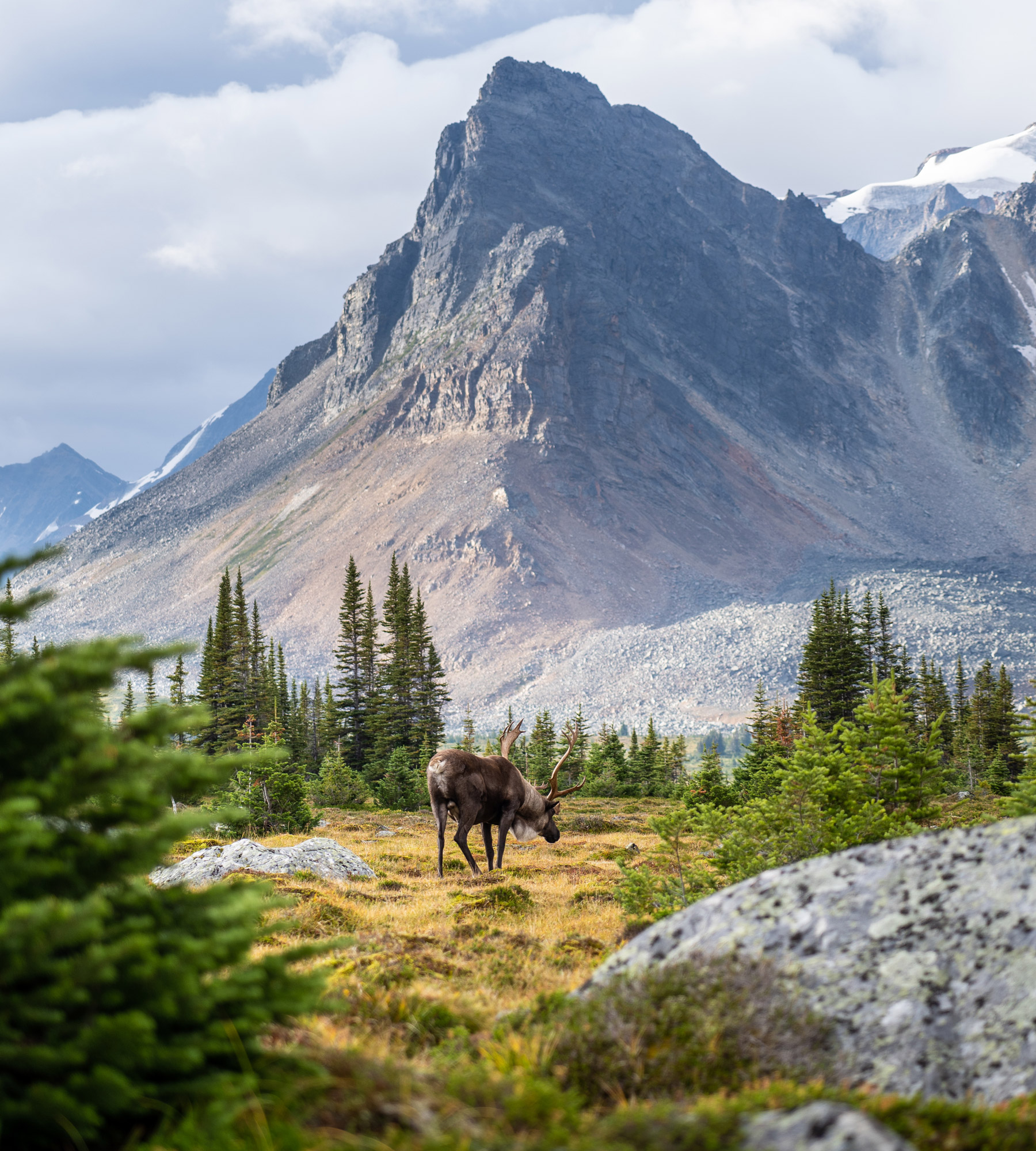 Caribou in Tonquin Valley, Jasper National Park