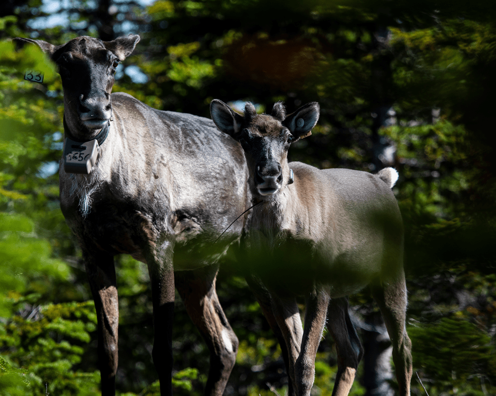 Caribou cow (left) and calf (right) in the Klinse-za maternal pen look towards the camera. They are surrounded by green forest.
