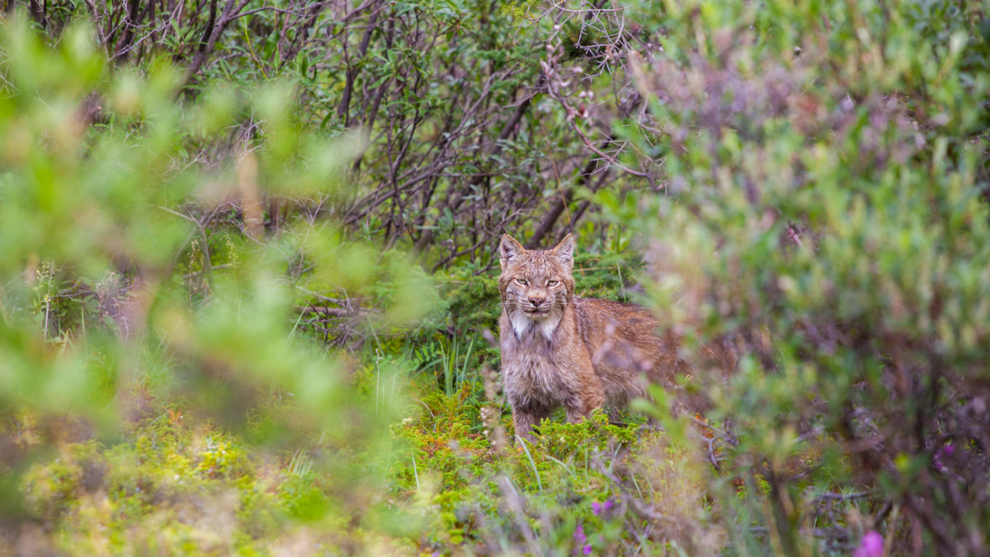 A lynx peers through thick green vegetation