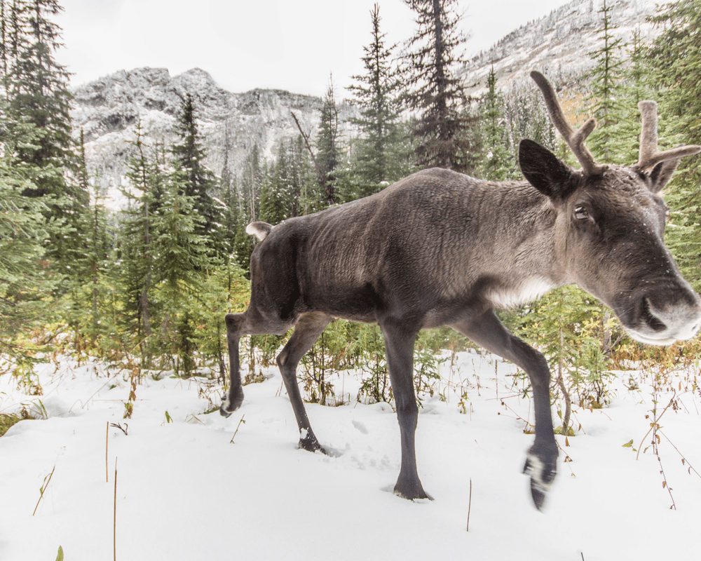 Mountain caribou walks over the snow. Photo credit: David Moskowitz