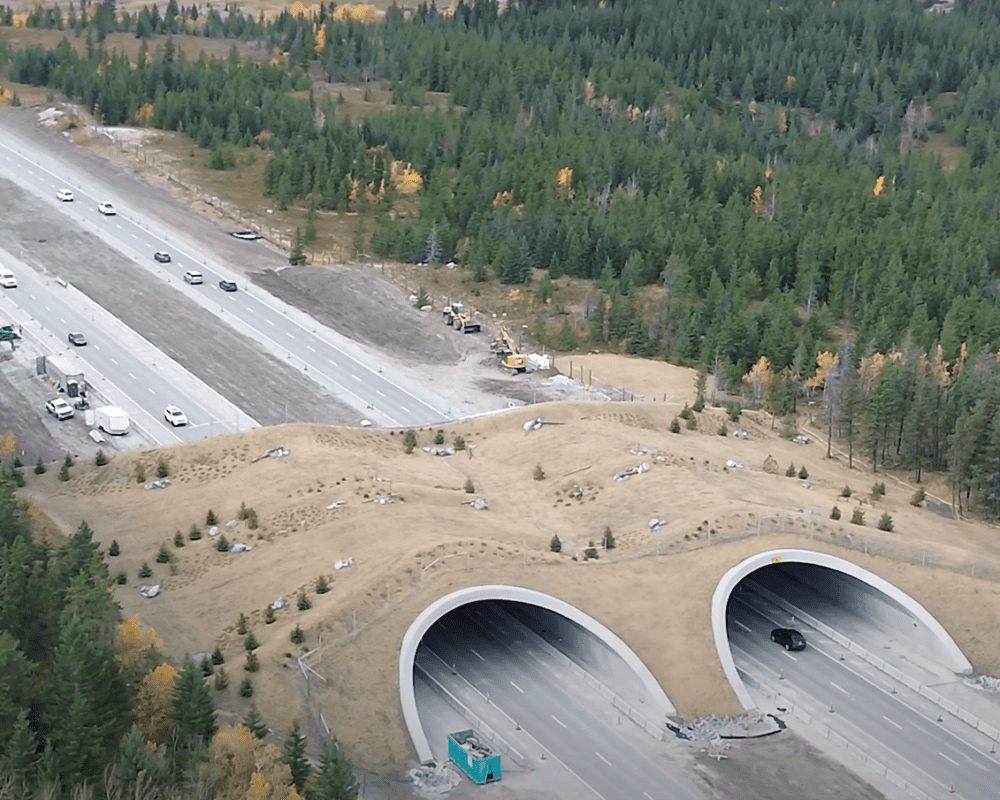 A double barreled wildlife crossing over a four lane highway