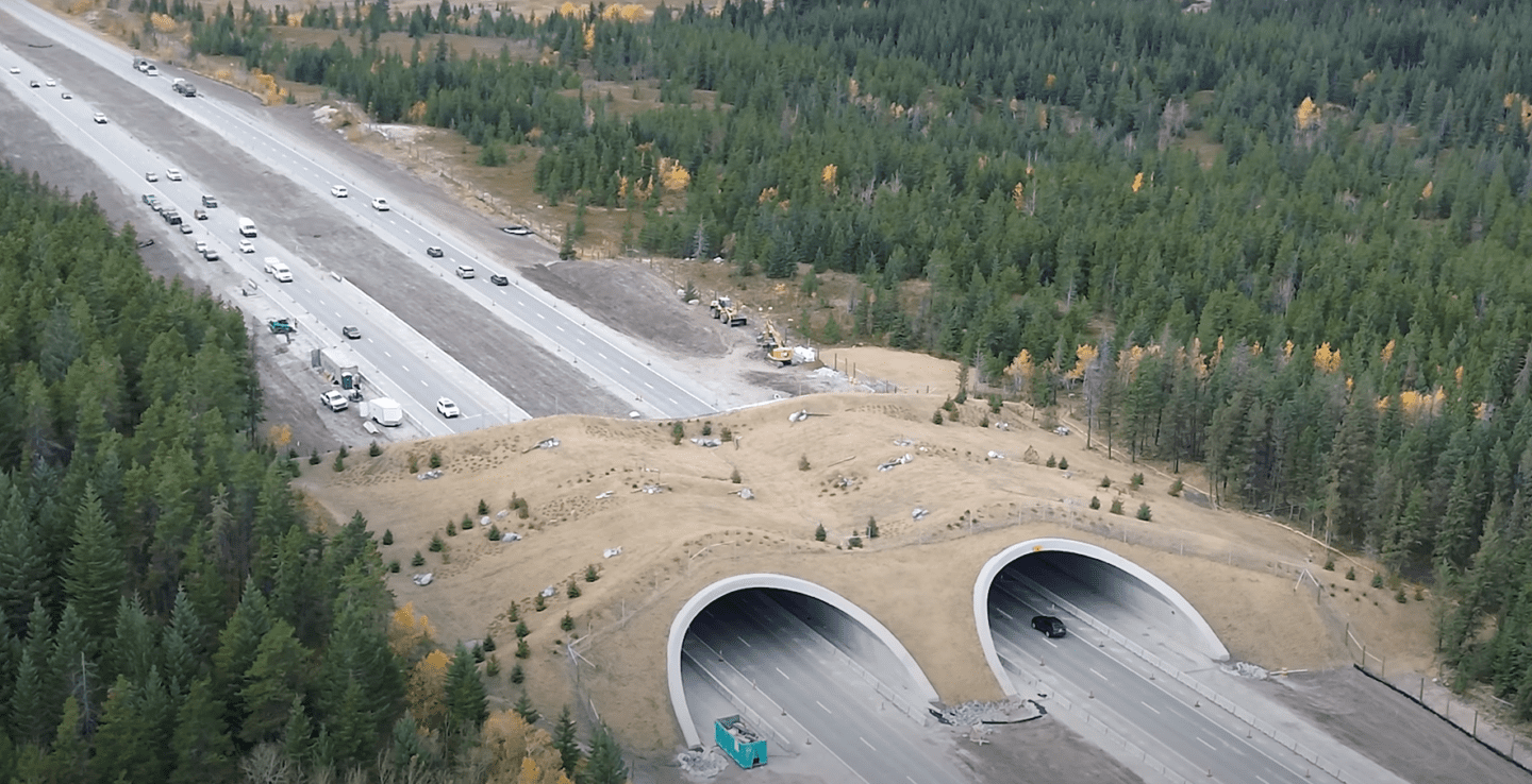 A double barreled wildlife crossing over a four lane highway