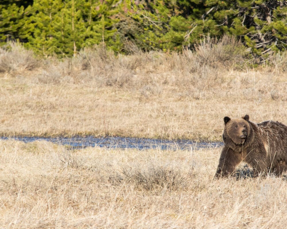 A grizzly bear sow walks in a field in Grand Teton National Park