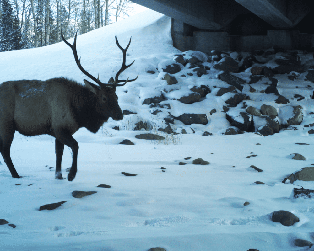 A bull elk moves through a wildlife underpass