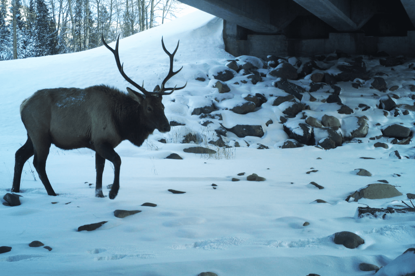 A bull elk moves through a wildlife underpass