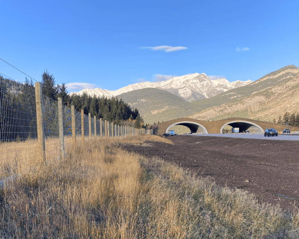 Peter Lougheed wildlife overpass 2024