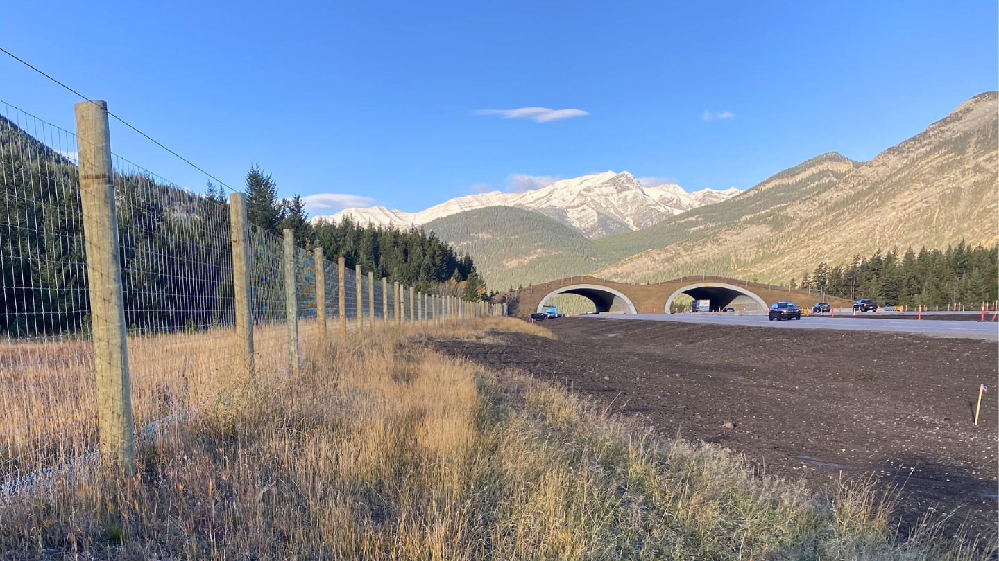 Peter Lougheed wildlife overpass 2024