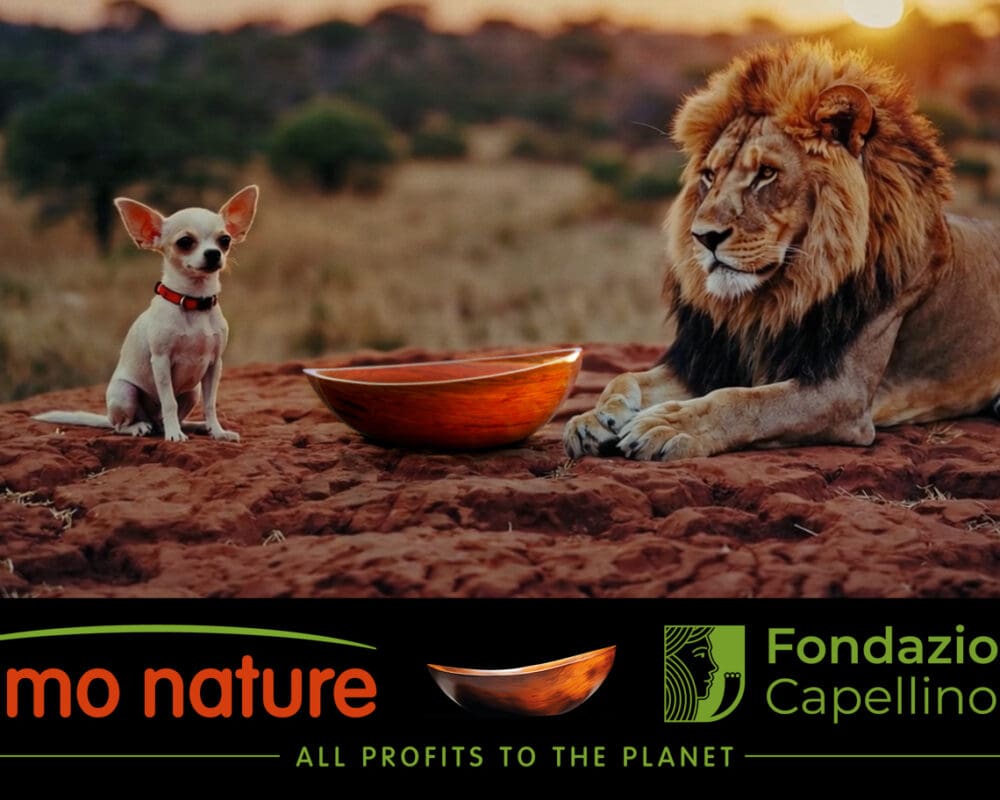 Y2Y and Fondazione Capellino