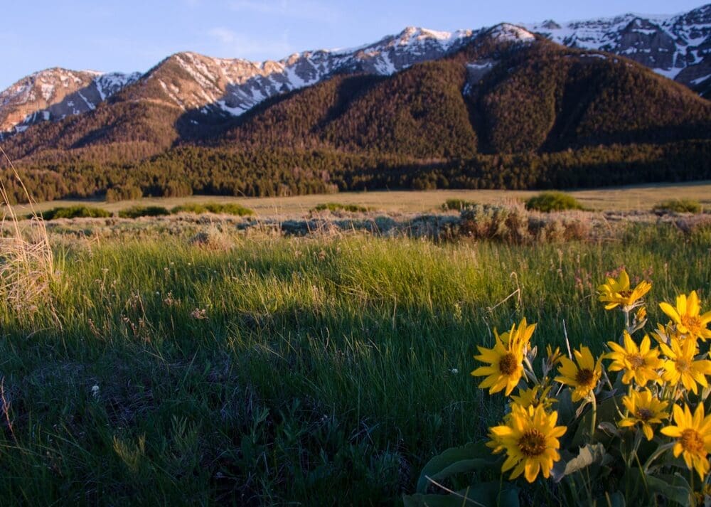 A bunch of bright yellow wildflowers in a grassy field with a mountain range in the background.