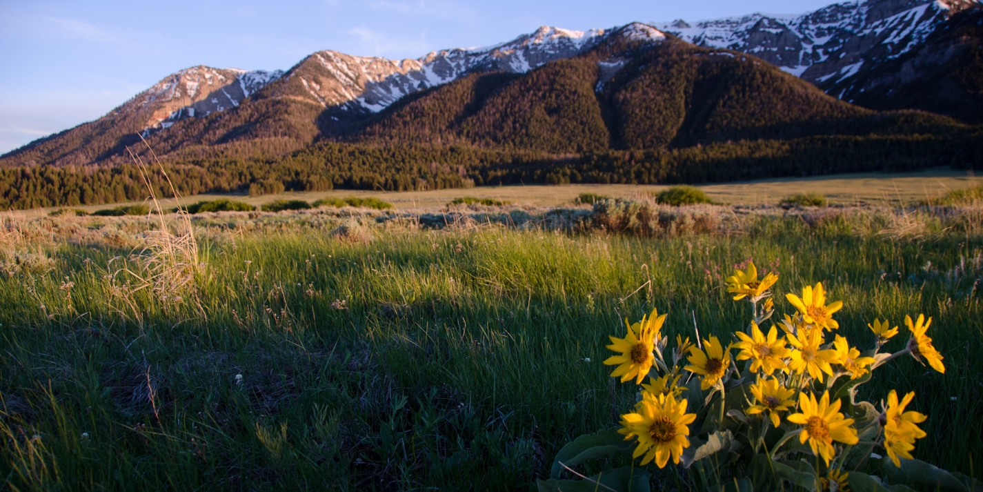 A bunch of bright yellow wildflowers in a grassy field with a mountain range in the background.
