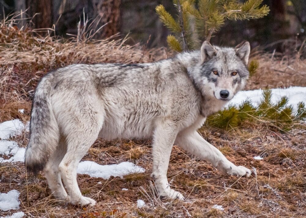 A grey wolf walks along a thawing landscape.