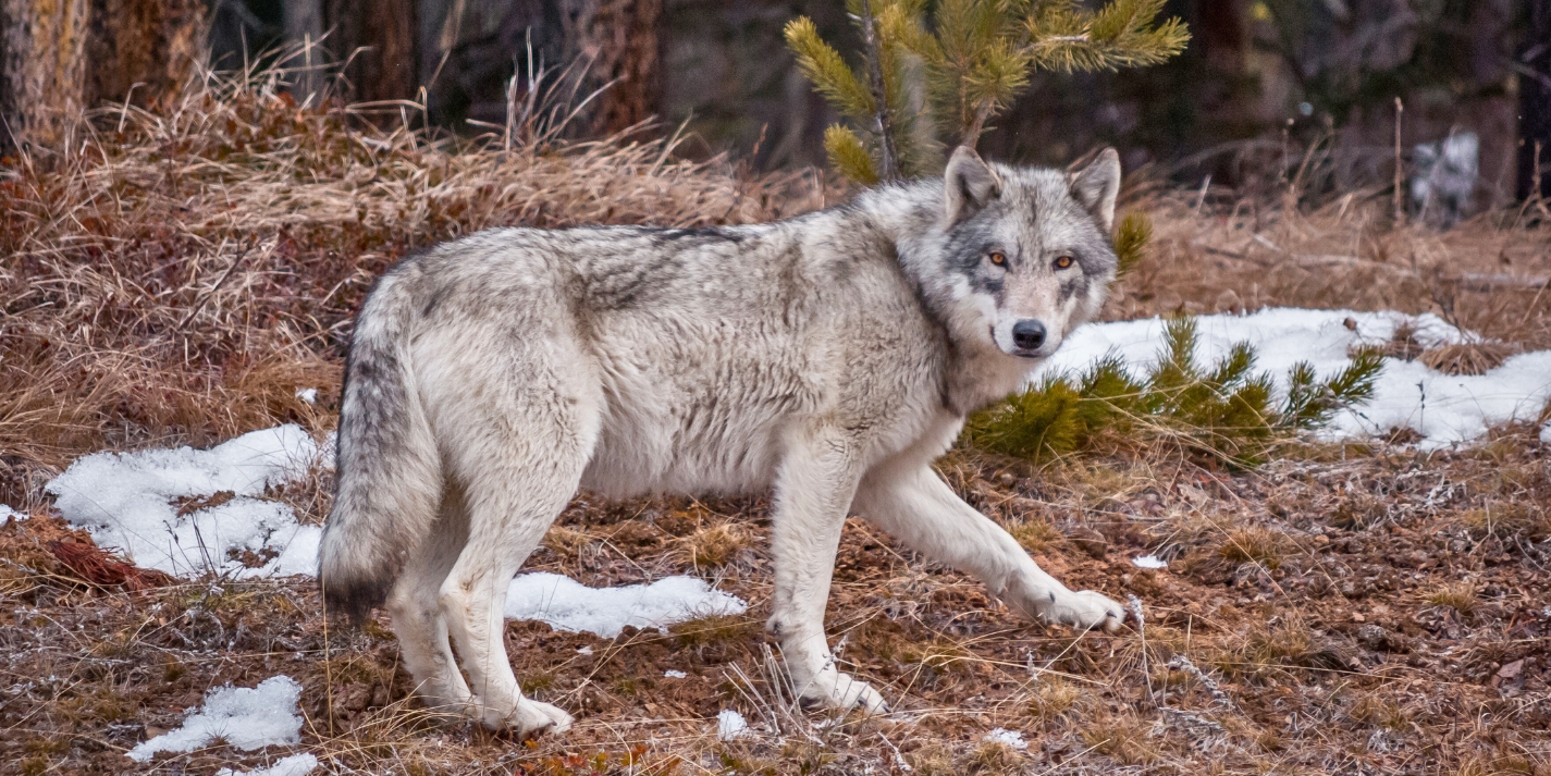 A grey wolf walks along a thawing landscape.