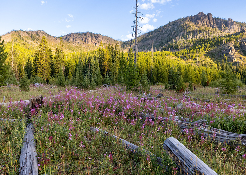A patch of bright purple fireweed grows in an area of Yellowstone National Park.