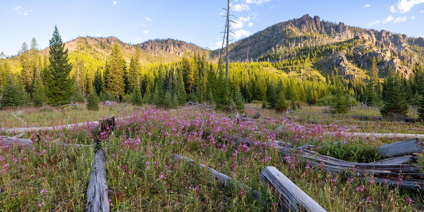 A patch of bright purple fireweed grows in an area of Yellowstone National Park.