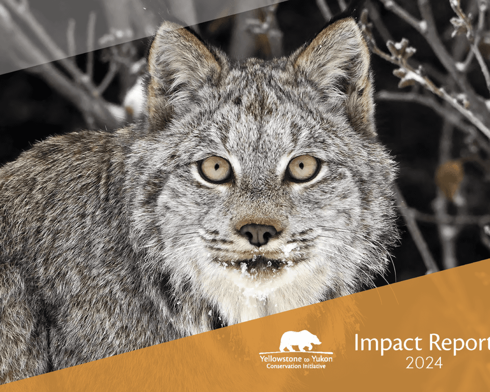 A Canada lynx with striking yellow-green eyes stares directly at the camera.