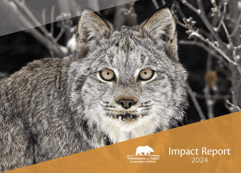 A Canada lynx with striking yellow-green eyes stares directly at the camera.