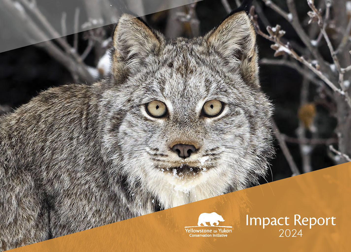 A Canada lynx with striking yellow-green eyes stares directly at the camera.