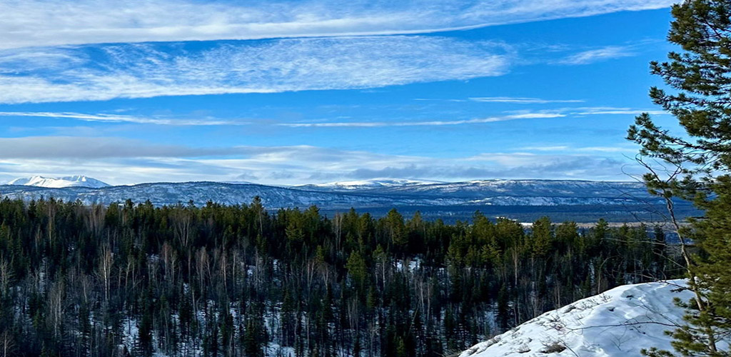 A view of a wintery landscape with many trees, rolling mountains and hills in the distance and a tree and hill in the foreground