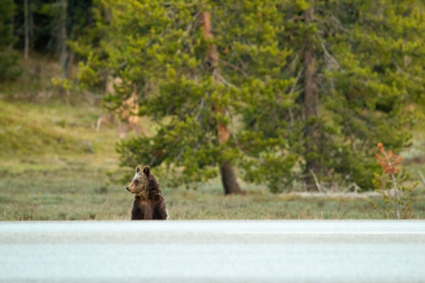 A grizzly bear cub is photographed on the other side of a road. It is standing up, looking down the road
