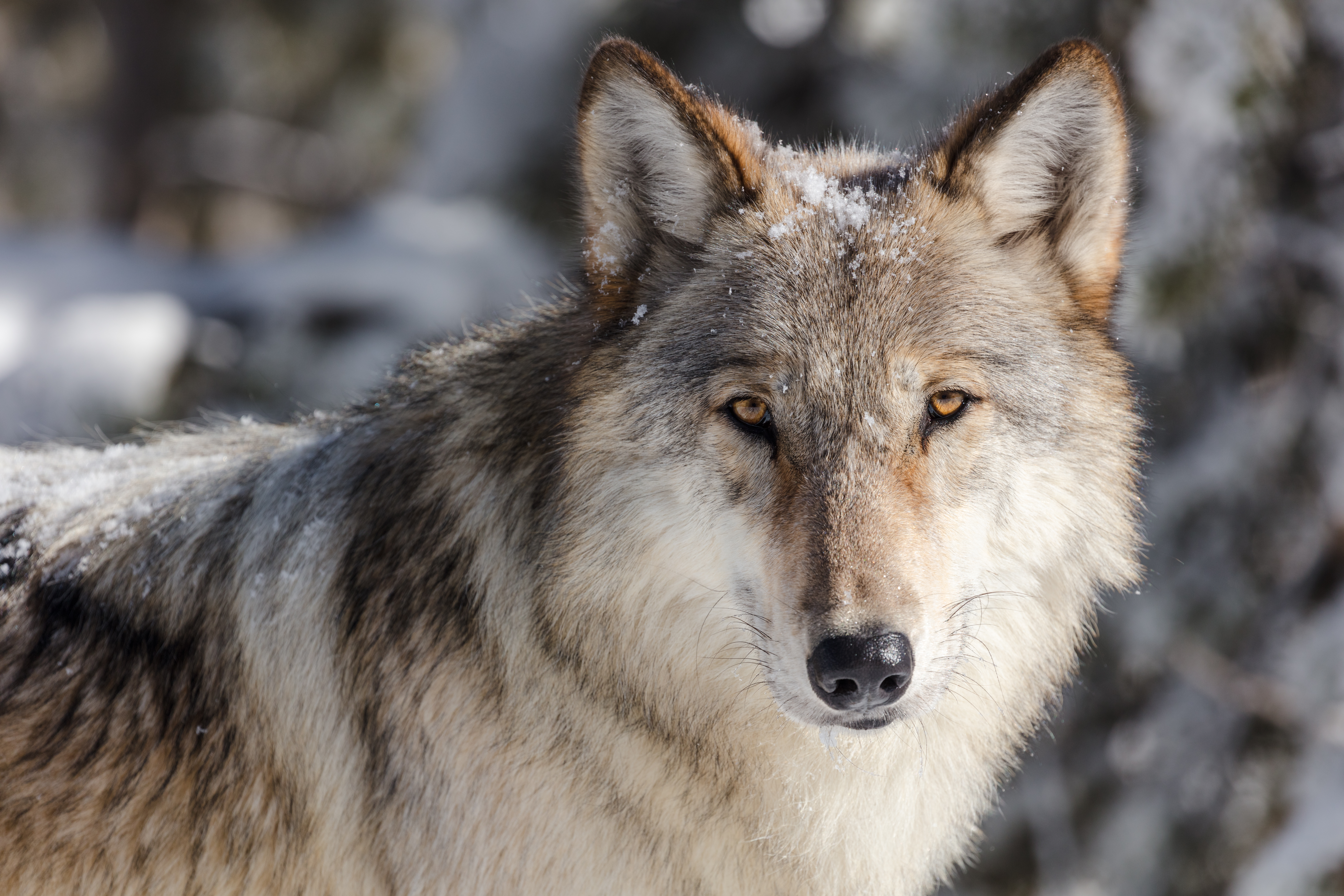A close up photograph of a wolf. The wolf is looking directly into the camera. There is a light dusting of snow on top of the wolf's head.