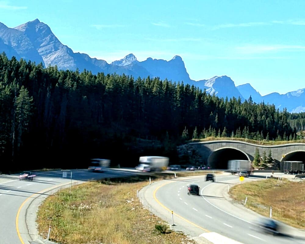 A view of the Trans-Canada Highway through Banff National Park. This is one of the wildlife crossings running over the busy road. Mountains are in the background