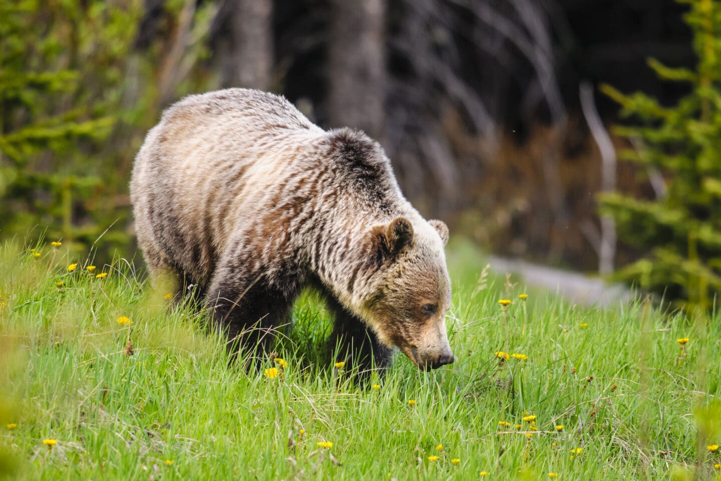 A grizzly bear stands in a green meadow surrounded by trees. The meadow is full of bright yellow flowers. The grizzly bear is looking at the flowers.