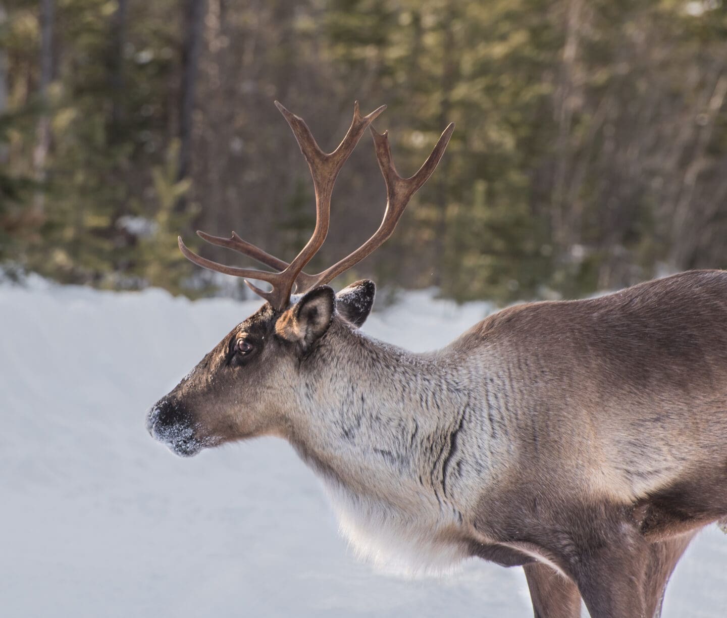 A caribou stands in a snowy field. There are trees in the background.